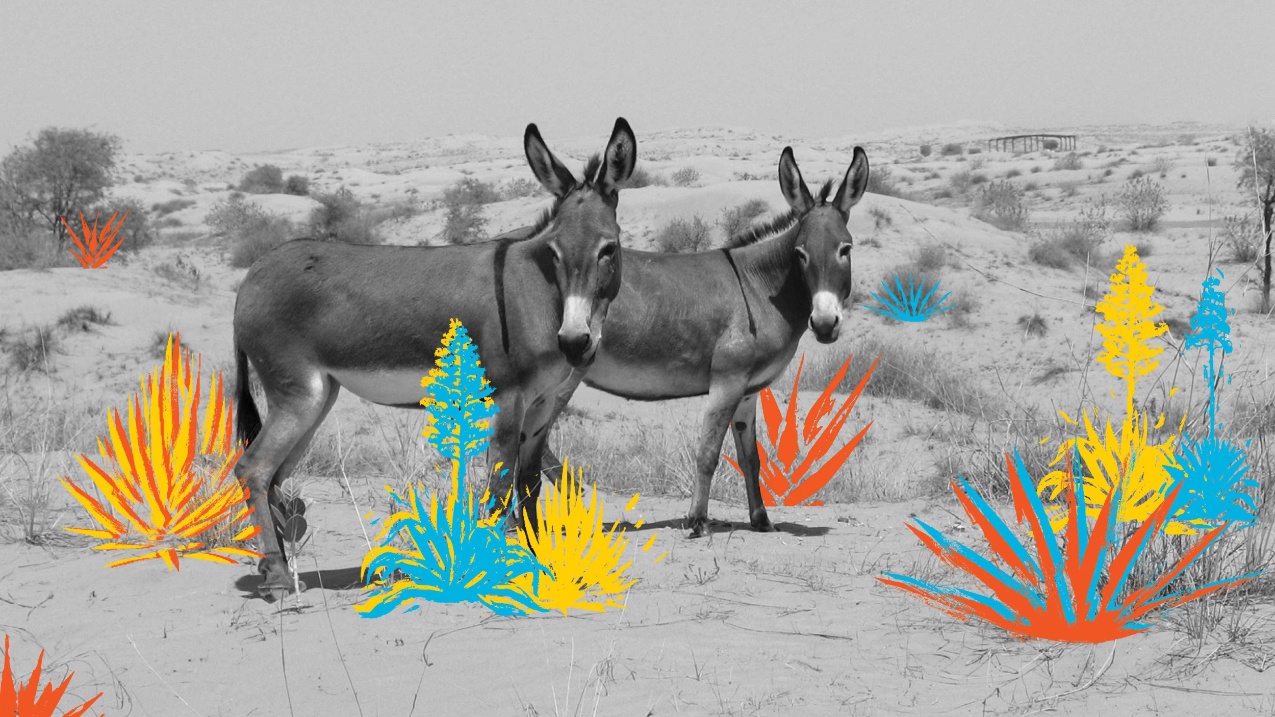 Photograph of two donkeys in the desert with painterly graphics layered on top of the image